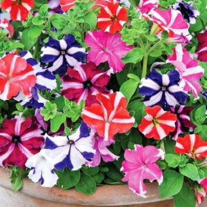 How to grow Petunia flowers in your garden
