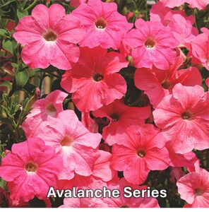 Varieties of petunia: Avalanche Series