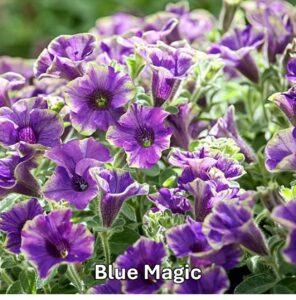 Varieties of petunia: Blue Magic Petunia
