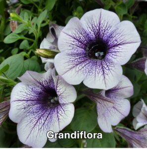 Varieties of petunia: Grandiflora petunia