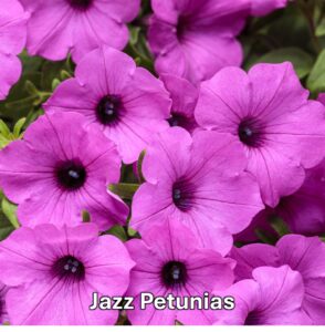 Varieties of petunia: Jazz Petunias
