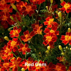 Red Gem: Marigold Types and Their Differences