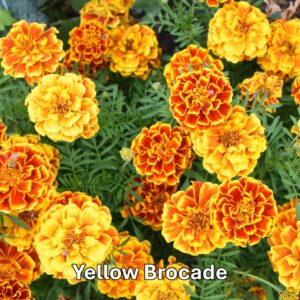 Yellow Brocade: Marigold Types and Their Differences