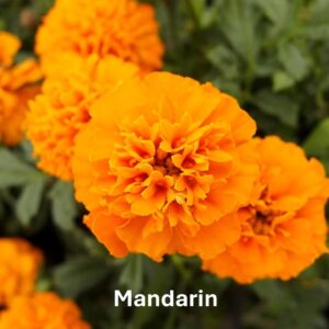 Mandarin Marigold: Marigold Types and Their Differences