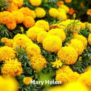 Mary Helen Marigold: Marigold Types and Their Differences