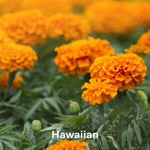 Hawaiian Marigold: Marigold Types and Their Differences