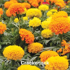 Crackerjack Marigold: Marigold Types and Their Differences