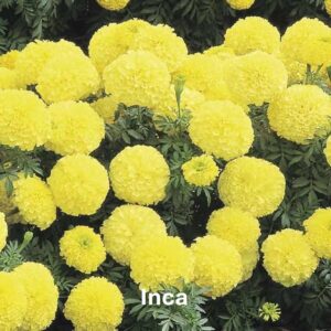 Inca Marigold: Marigold Types and Their Differences