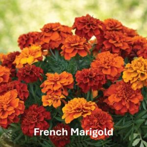 French Marigold: Marigold Types and Their Differences