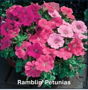 Varieties of petunia: Ramblin' Petunias