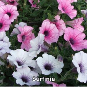 Varieties of petunia: Surfinia petunia