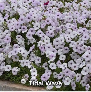 Varieties of petunia: Tidal Wave petunia