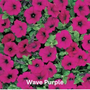 Varieties of petunia: Wave Purple Petunia