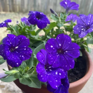 How to grow Petunia flowers in your garden