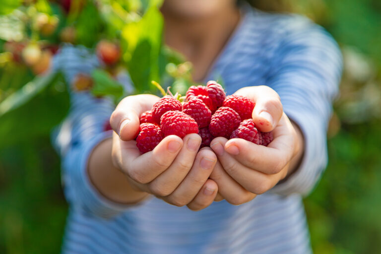 A child harvests raspberries in the garden. Selective focus