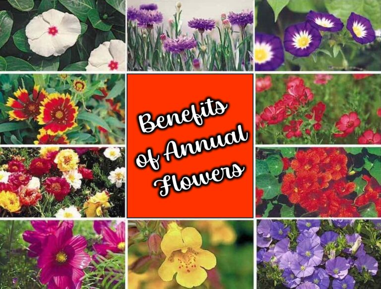 benefits of annual flowers