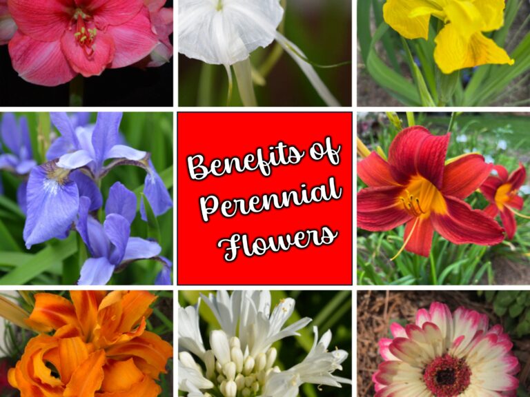 benefits of perennial flowers