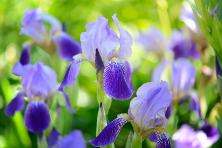 Blue Iris (Iris L