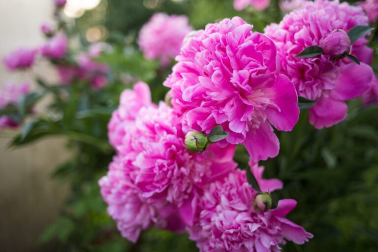 bush-peony-flower-background-spring-or-summer-2025-01-16-07-42-53-utc