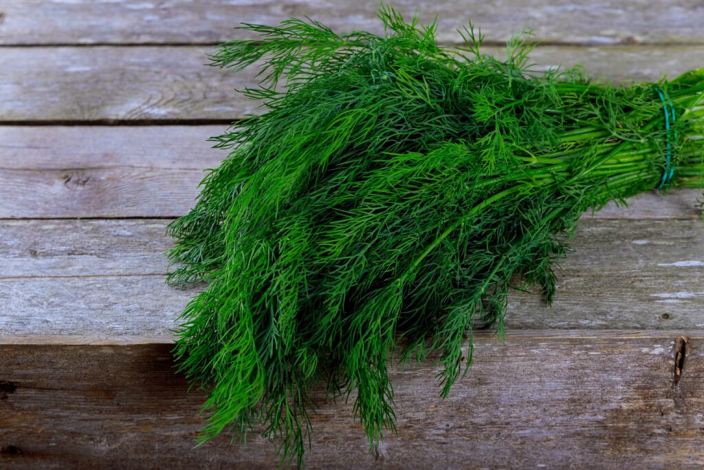 Dill bunch on wooden table background. Fresh dill on wooden plank background. Organic dill closeup on rustic wooden table, vegetarian food background
