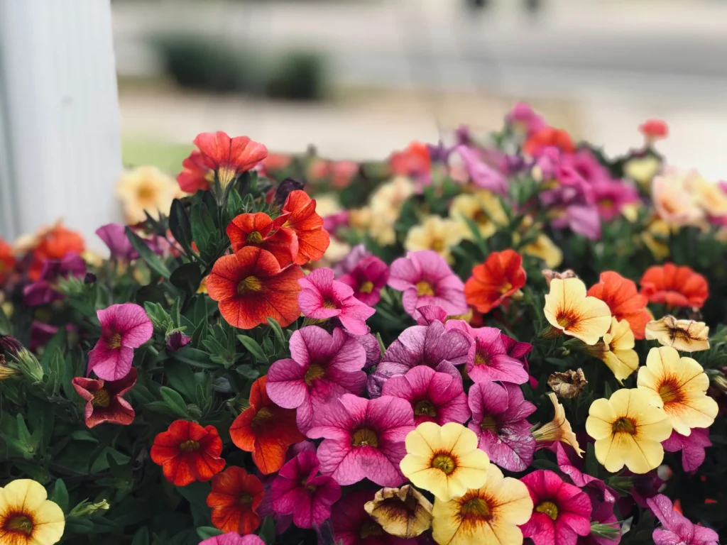 How to grow petunia flowers in your garden