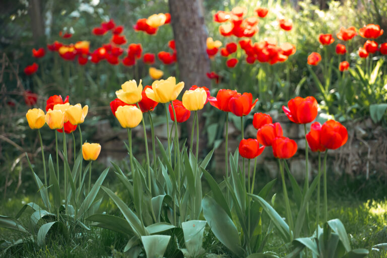 Flowering tulips in the garden