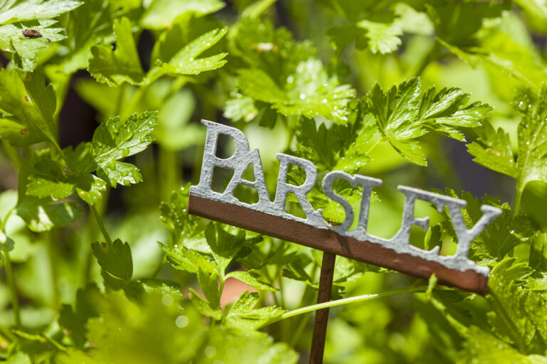 Fresh Green Herbal Parsley Leaves