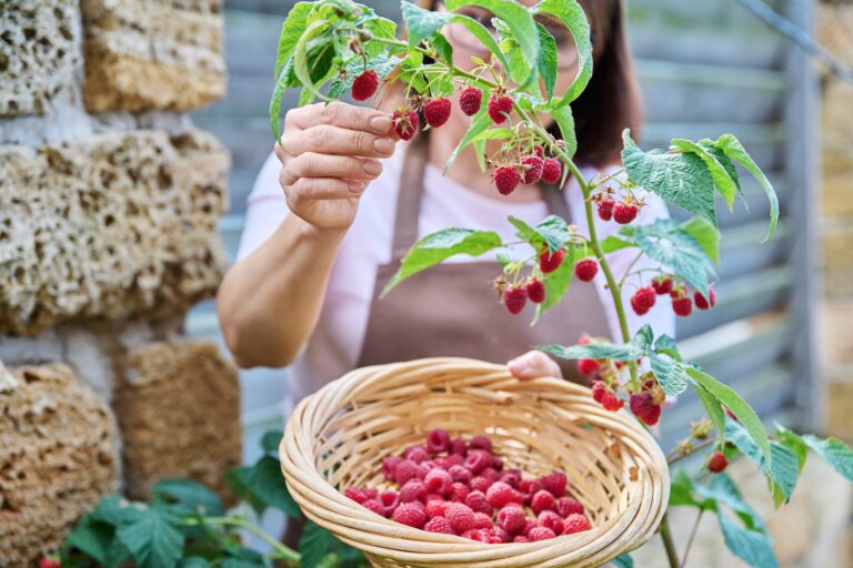 Close-up of woman hands harvesting ripe raspberries in garden