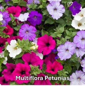 Types of Petunia: Multiflora Petunias