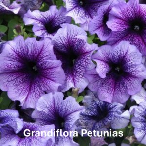 Types of Petunia: Grandiflora Petunias