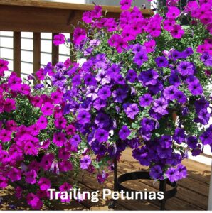 Types of petunia: Trailing Petunias