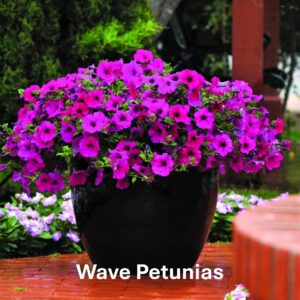Types of petunia: Wave Petunias
