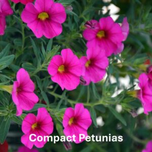 Types of petunia: Compact Petunias