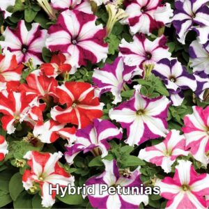 Types of petunia: Hybrid Petunias