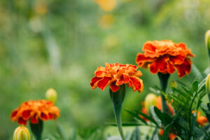 How to Grow Marigolds in Your Garden