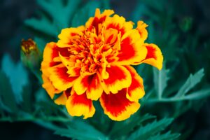 How to Grow Marigolds in Your Garden