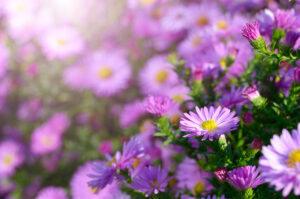 How to grow Asters in your garden