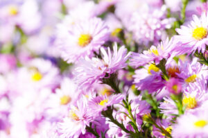 How to grow Asters in your garden