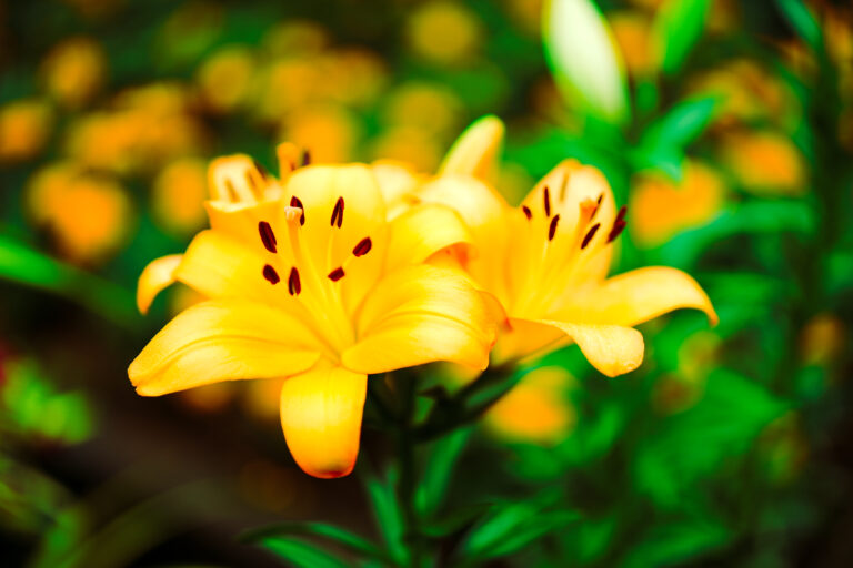 Nature's elegance at its finest